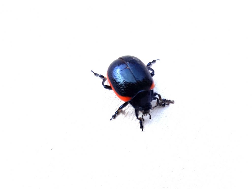 Chrysomelidae: Chrysolina sanguinolenta? No, Chrysolina rossia